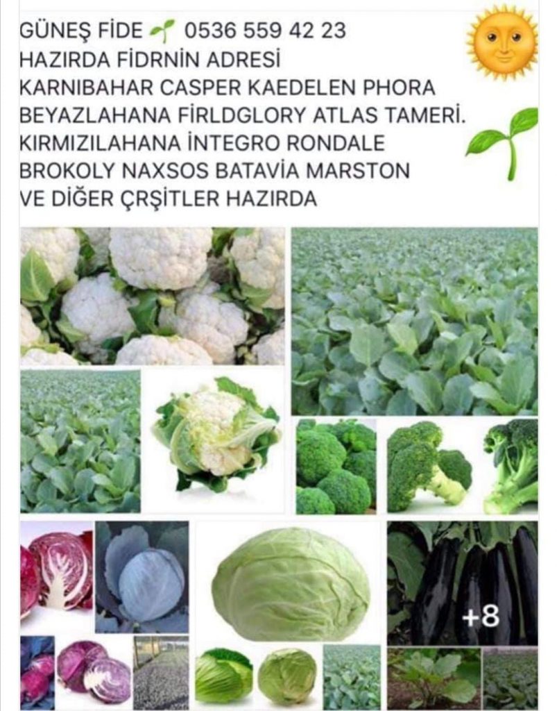 Tohumal Com Tohumda Tek Adres Aradiginiz Tatlar Burada